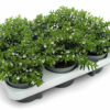 Cuphea hyssopifolia weiss