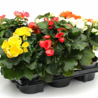 Begonia-Elatior Mix