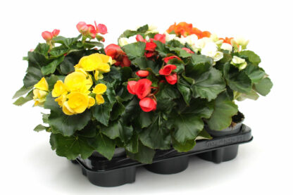 Begonia-Elatior Mix