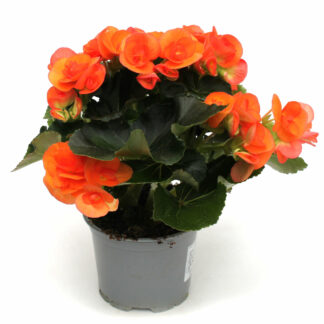 Begonia-Elatior Orange