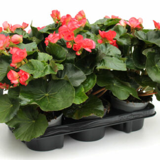 Begonia-Elatior Rosa