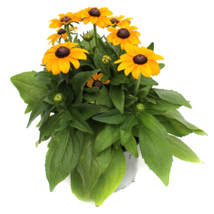 Rudbeckia hirta