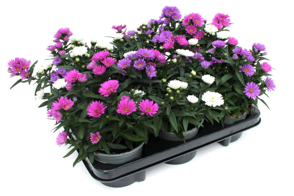 GlattblattAster Trio, 6 Stück Wir brauchen Blumen