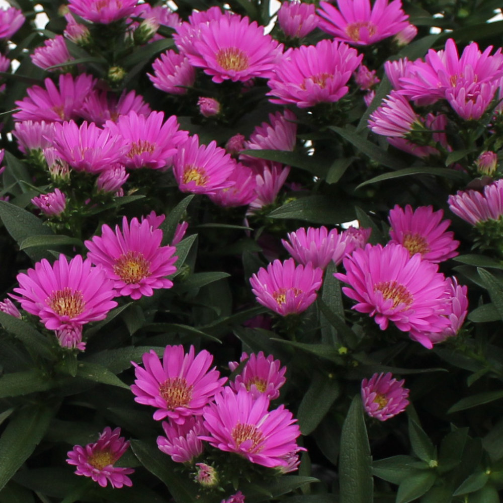 Glattblatt-Aster, Aster novi-belgii verschönern nicht nur Beete und Kübel, sondern bringen auch Bienennahrung mit.