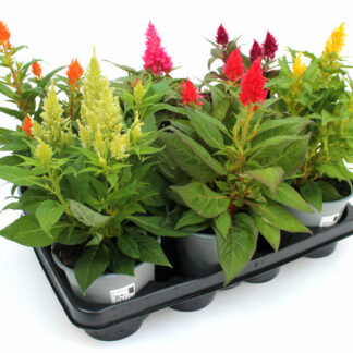 Celosia argentea Mix