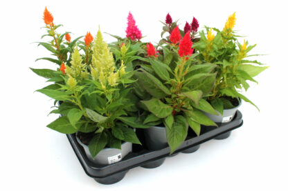 Celosia argentea Mix