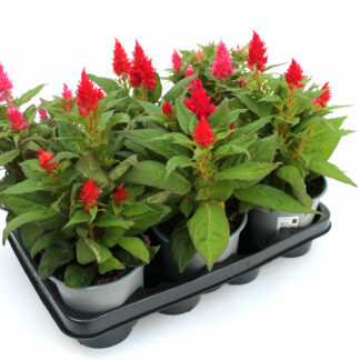 Celosia argentea rot