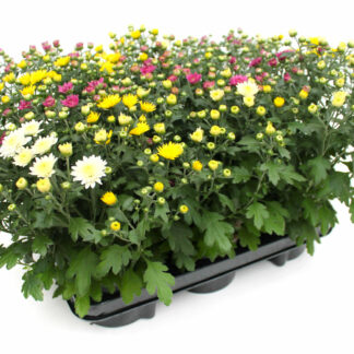 Chrysanthemum indicum Trio