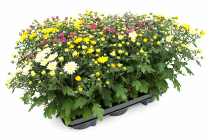 Chrysanthemum indicum Trio