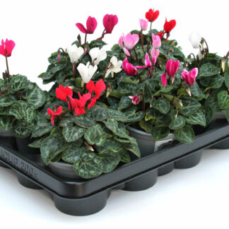 Cyclamen persicum Mix