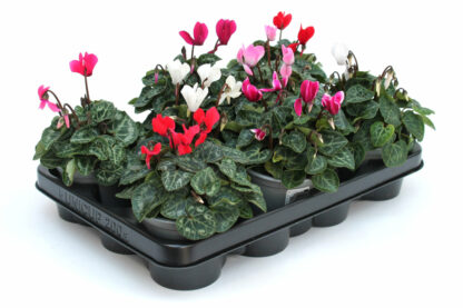 Cyclamen persicum Mix