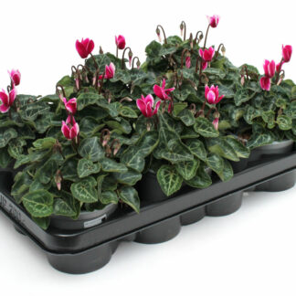 Cyclamen persicum rosa