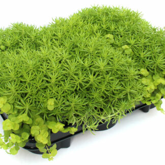 Duo Sedum Lysimachia