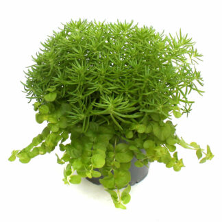 Duo Sedum Lysimachia