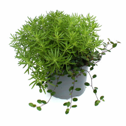 Duo Sedum Muehlenbeckia