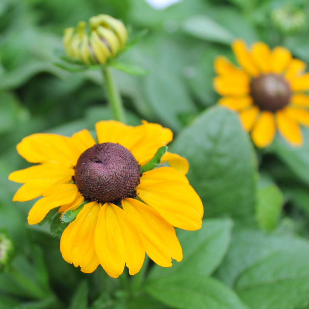 Sonnenhut, Rudbeckia hirta ist mit seine Erscheinung auch für Hummeln und Bienen auffällig.