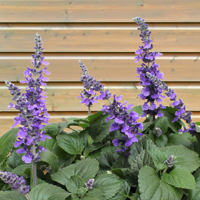 Mehlsalbei, Salvia farinacea ist nicht nur schön für kahle Stellen im Garten, sondern auch für Schmetterlinge attraktiv. 