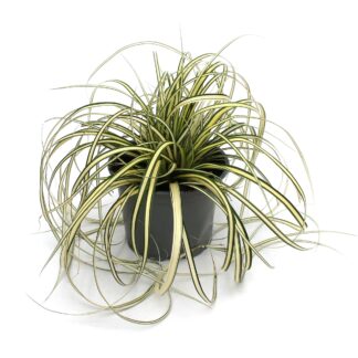 Carex hachijoensis 'Evergold'