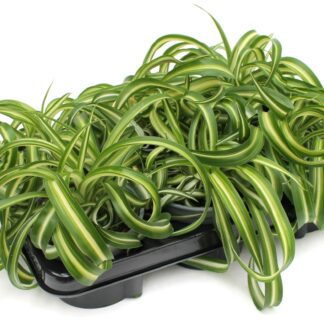 Chlorophytum comosom