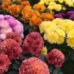 Chrysanthemum indicum