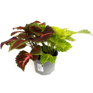 Coleus Duo