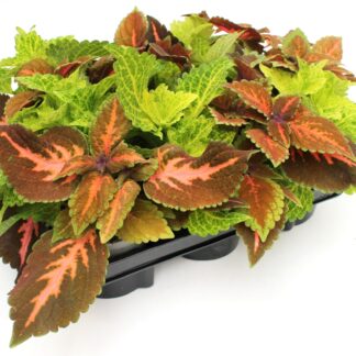 Coleus Duos