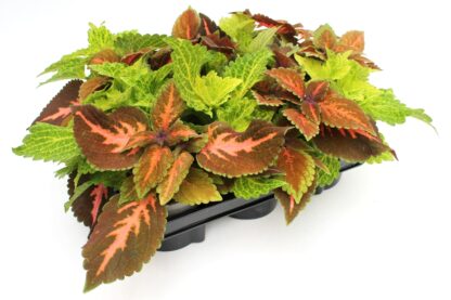 Coleus Duos