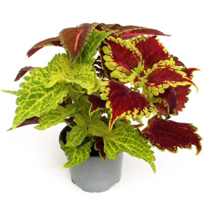 Coleus Trio