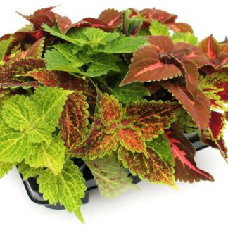 Coleus Trios