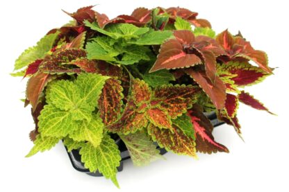 Coleus Trios