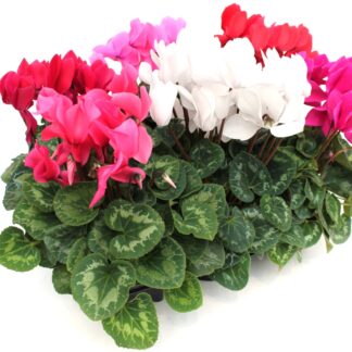 Cyclamen persicum Mix