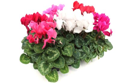 Cyclamen persicum Mix