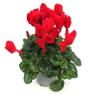 Cyclamen persicum rot