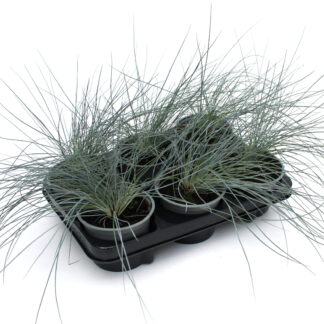 Festuca glauca 'Eisvogel'