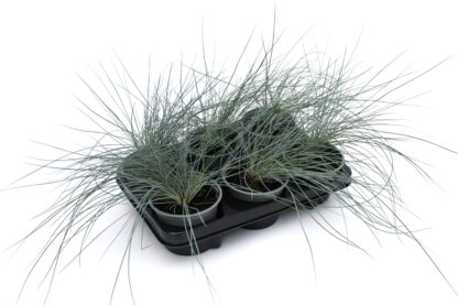 Festuca glauca 'Eisvogel'