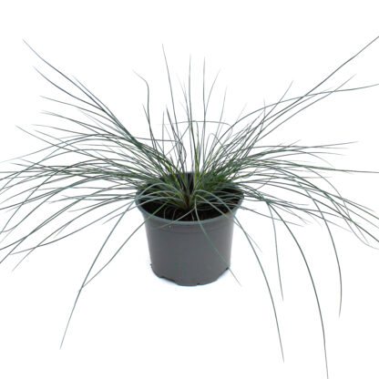 Festuca glauca'Eisvogel'