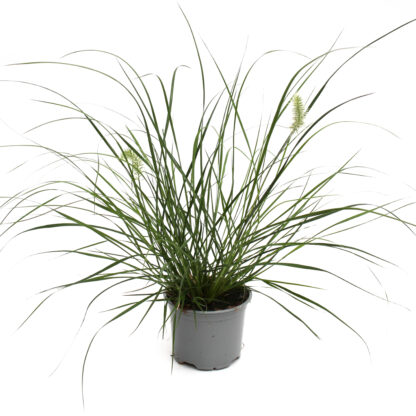 Pennisetum alopecuroides 'Little Bunny'