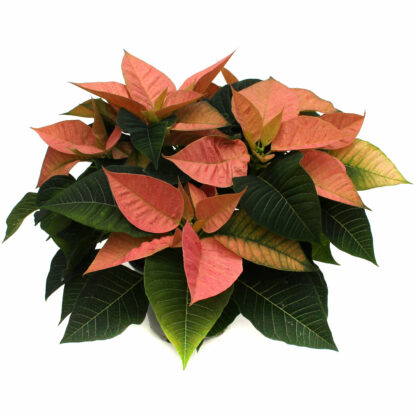 Weihnachtsstern klassisch gro - Wir brauchen Blumen