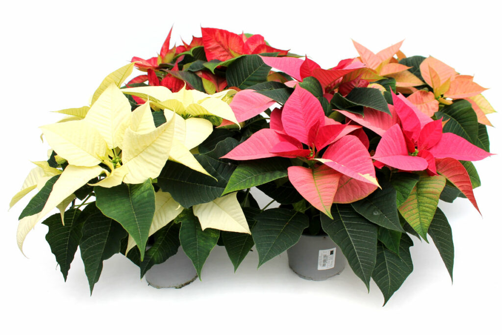 Weihnachtssterne klassisch groß Mix, 6 Pflanzen Wir brauchen Blumen