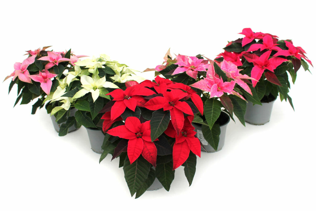 Weihnachtssterne Princettia Mix, 8 Pflanzen Wir brauchen Blumen