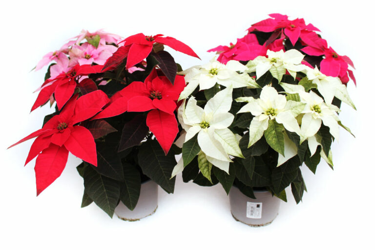 Weihnachtssterne Princettia groß Mix, 6 Pflanzen Wir brauchen Blumen