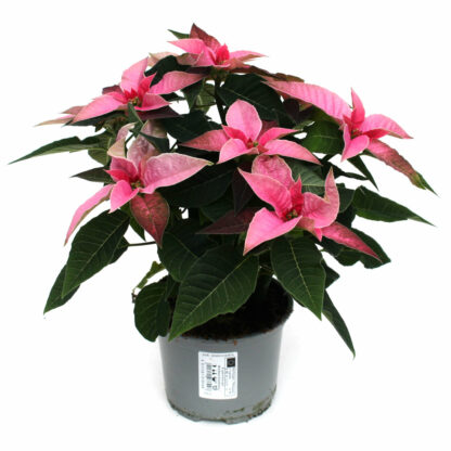 wunderstrauch zimmerpflanze Wunderstrauch 'Mammi' - Codiaeum variegatum mammi