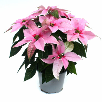 Weihnachtsstern Princettia gro - Wir brauchen Blumen