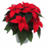 Euphorbia pulcherrima 'Princettia' rot