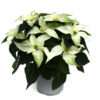 Euphorbia pulcherrima 'Princettia' weiß