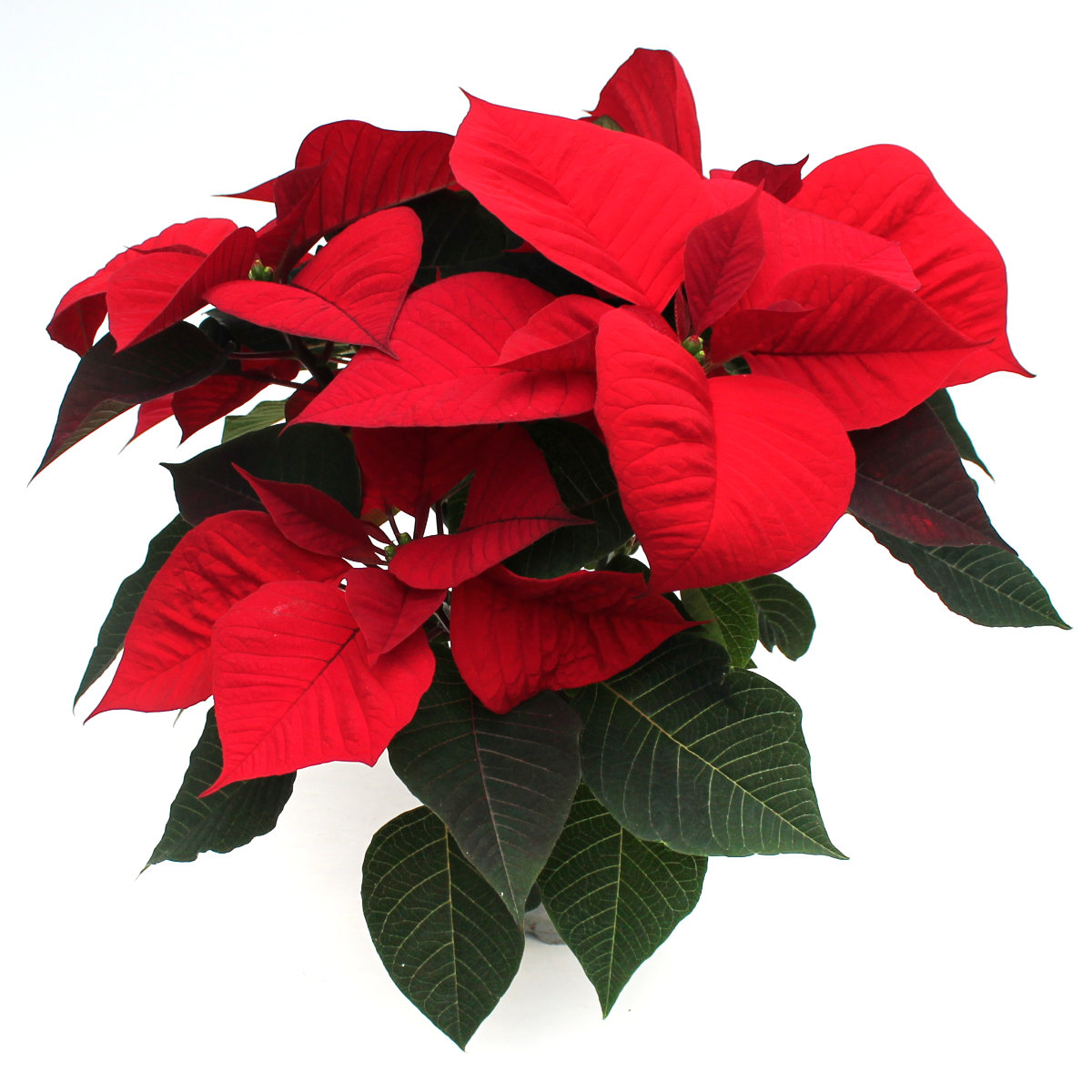 Weihnachtsstern klassisch groß Wir brauchen Blumen