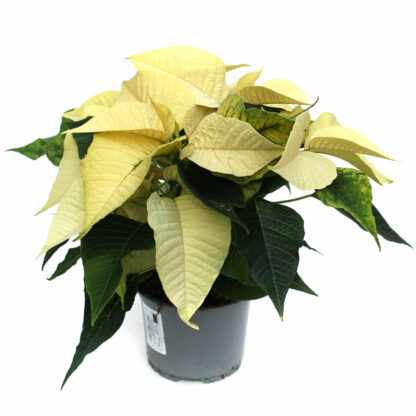 Euphorbia pulcherrima weiß