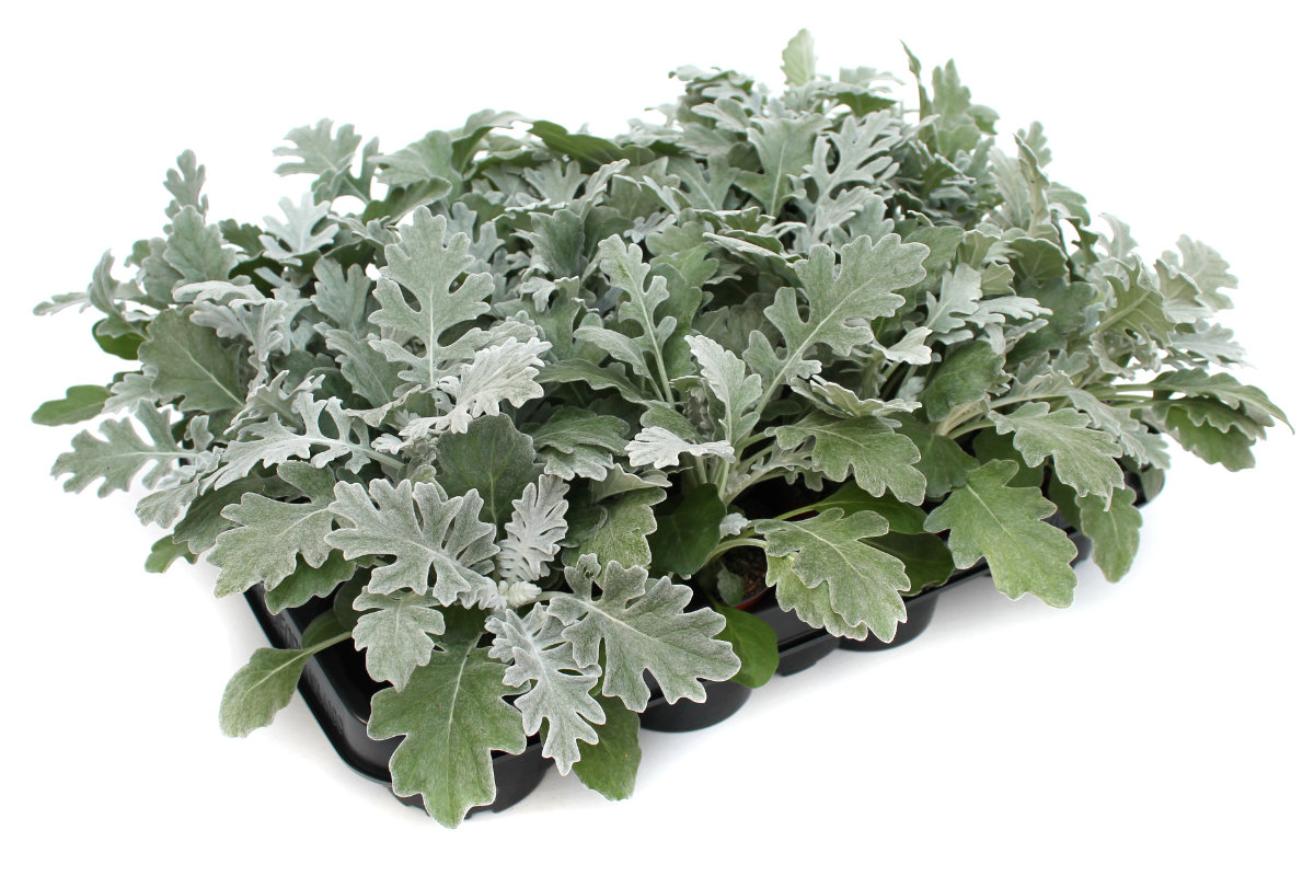 Weißfilziges Greiskraut ­– Silberblatt, 12 Pflanzen - Wir brauchen Blumen