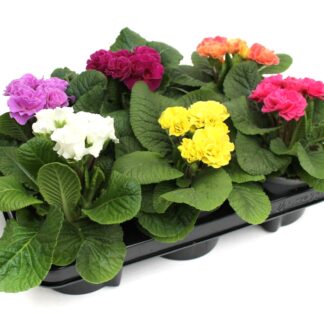 Primula vulgaris Mix