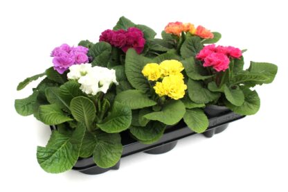 Primula vulgaris Mix